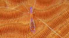 Cleaner Shrimp