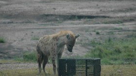 Spotted Hyena