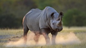 Rhino 