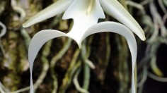 Ghost Orchid 