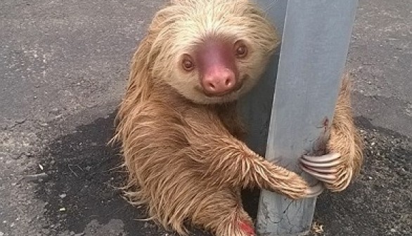 Stranded Sloth 