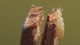 Aging termites carry crystal pouches to defend from invaders. (picture for representation purpose only)Credit: Wikimedia Commons/ Althepal