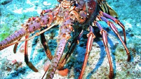 Caribbean Spiny Lobster