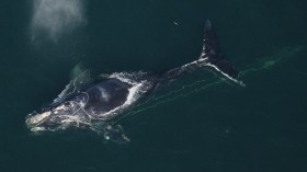 North Atlantic Right Whale 