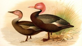 Pink-Headed Duck 