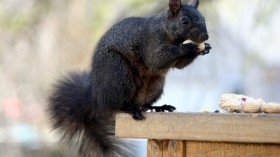 Black Squirrels 