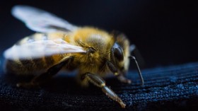 Bee