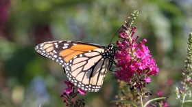 Monarch Butterfly