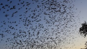 Group of Bats 