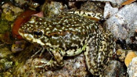 Mountain yellow-legged frogs could once be found in streams across Southern California, but are endangered due to disease, habitat loss and other factors