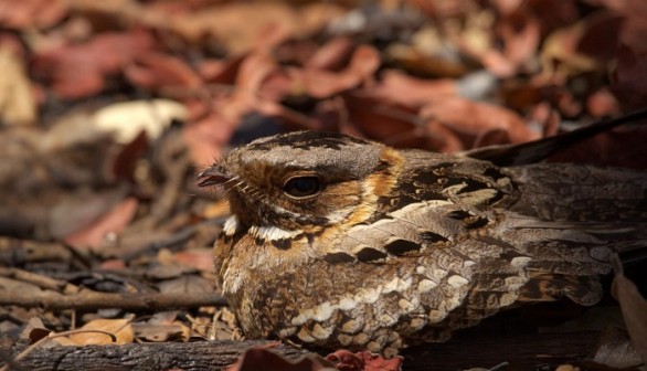 Fiery-Necked Nightjar