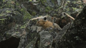 American Pika 