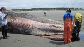 Fin Whale