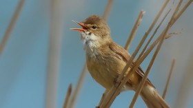 Reed Warbler 