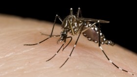 Aedes aegypti mosquito 