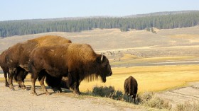 Yellowstone Bison 