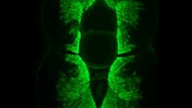 Fluorescence Image of a Transverse Section of a Formalin-Fixed Eel