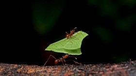 Leafcutter Ants 