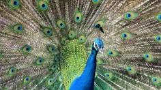 Peacock