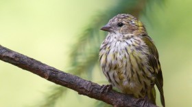 Eurasian Siskin