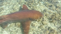 Nurse Shark 