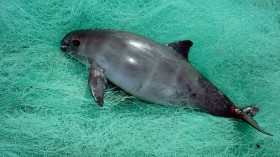 A vaquita caught in a gillnet 