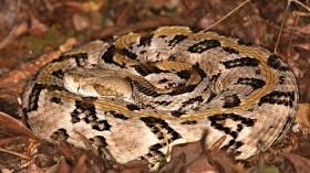 Timber Rattlesnake 