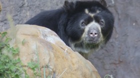 Andean Bear 