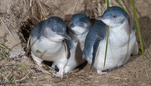 Little Blue Penguins 