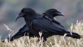 Ravens 