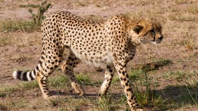 cheetah