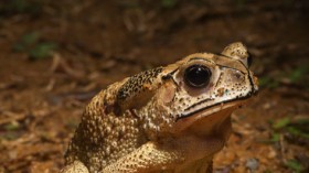 Asian Toads 