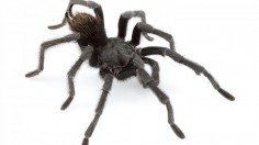 Aphonopelma johnnycashi