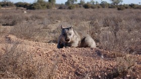 Wombat 