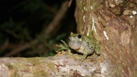 Gray Treefrog 