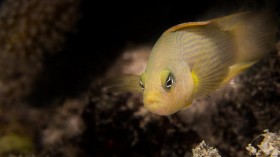 Predatory Dottyback 