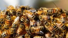 Honeybees 