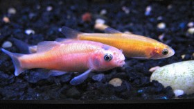 Rosy red Minnows / Fish 