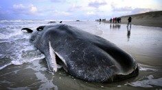 Stranded Sperm Whale 