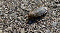 Giant Water Bug 