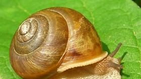 snail