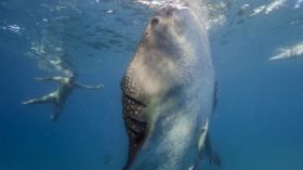 Whale Shark