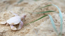 Albino Sea Turtle 