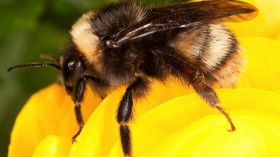 Bombus occidentalis