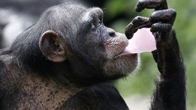 Chimp