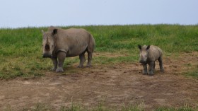 Rhinos 