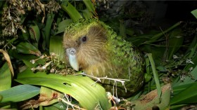 Kakapo