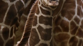 Giraffe Calf 