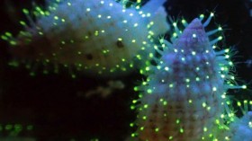 New Fluorescent Marine Species 