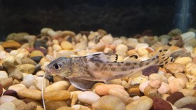 Pictus Catfish 